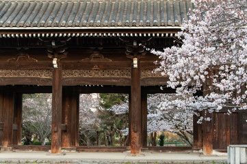 日本の寺の入り口と桜