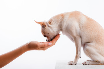 Chihuahua dog. Portrait on white background. A female hand treats the dog a treat.