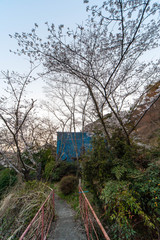 Fototapeta premium 早朝の山村部に咲く桜と橋