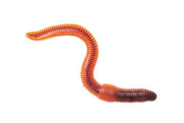 Macro shot of red worm Dendrobena, earthworm live bait for fishing isolated on white background.