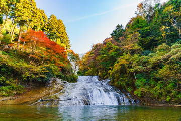 日本の秋のイメージ：首都圏を代表する紅葉の名所であり千葉のシンボルの養老渓谷の名瀑　粟又の滝の風景 - obrazy, fototapety, plakaty