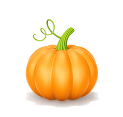 Pumpkin on white background