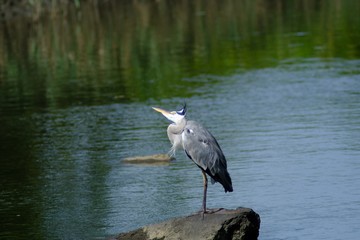 gray heron on rock