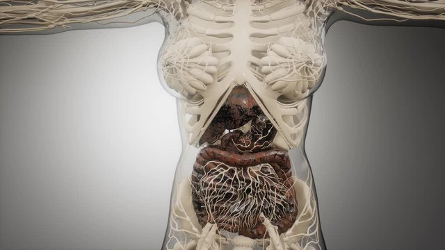 3d illustration of human digestive system parts and functions