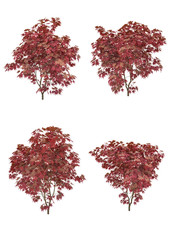 Japanese maple tree fall season on a white background with clipping path.Realistic 3D rendering..