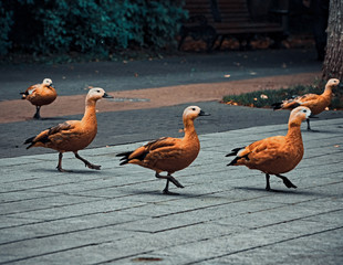 Three shelducks (red ducks) synchronously raised paw