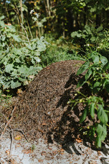Anthill in the forest in summer