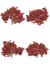 Japanese maple tree fall season on a white background with clipping path.Realistic 3D rendering..