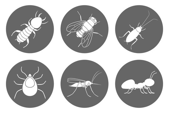 Insects Icon Set. Cockroach, Termite, Mosquito, Fly, Ant And Tick. Vector.