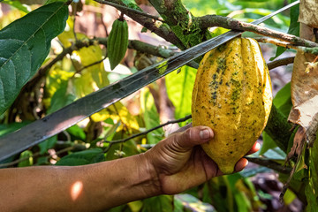 Cacao fruit, Theobroma cacao, Guatemala - obrazy, fototapety, plakaty