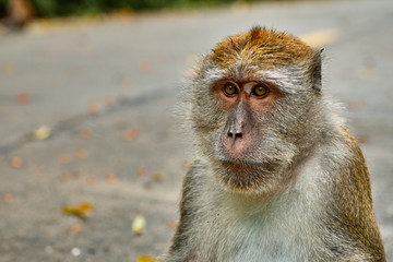 very close up of a monkey in the middle of the road