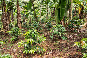 Finca with mixed cultivation, Guatemala