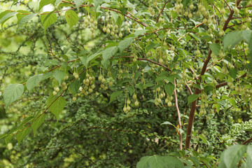Large branch with unripe fruits of Japanese snowbell (Styrax jap