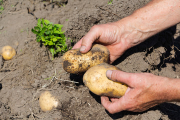 Fresh organic potatoes from the soil, harvesting, manual harvesting.