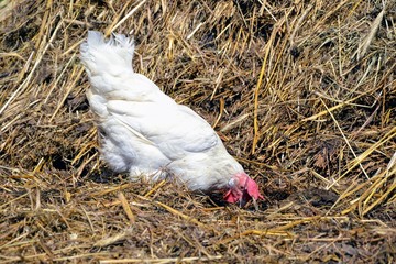 The rural hen (Gallus gallus domesticus) is looking for grain in the straw. White hen is digging in a dung heap in search of food. Hen in a farmyard 