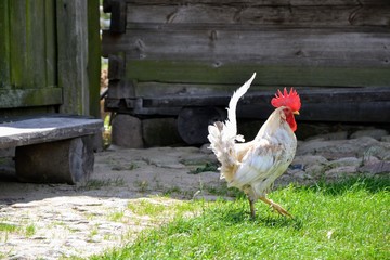 Beautiful white rooster (also known as a cockerel or cock) in a rural yard, walking on the grass next to the cottage. This is a male of chicken (Gallus gallus domesticus)