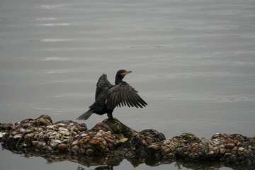 Schwarzer Kormoran mit gespreizten Flügeln auf Steinen in der Alster in Hamburg