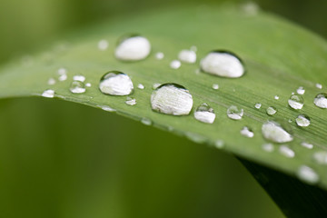 Close-up of a leaf and water drops on it background with reflection in water