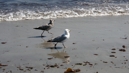 Möwen am Strand