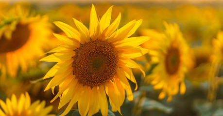 Obraz premium Sunflowers in sun close up with soft focus. Country field natural background. Sunflower blooming. Sunset above orange flowers. Nice autumn harvest. Vibrant summer image. Sun bright backlight