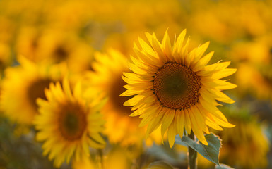 Fototapeta premium Sunflowers in sun close up with soft focus. Country field natural background. Sunflower blooming. Sunset above orange flowers. Nice harvest at autumn. Vibrant summer image.