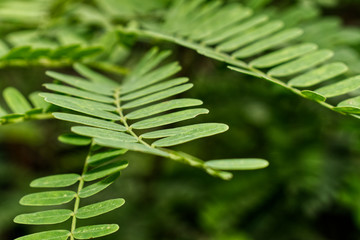 Green Tamarind leaves