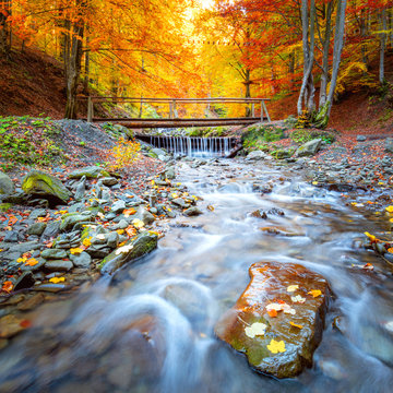 Colorful Autumn in forest - yellow orange trees, small wooden bridge and fast river with stones