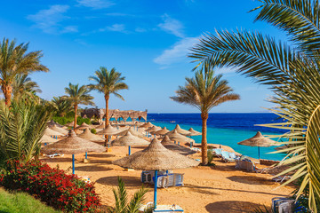 Sunny resort beach with palm tree at the coast shore of Red Sea in Sharm el Sheikh, Sinai, Egypt,...