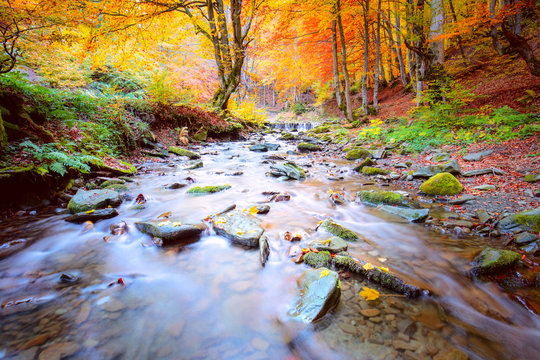  Autumn in natural park - vibrantl forest trees and fast river with stones