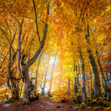 Autumn in wild forest - vibrant leaves on trees