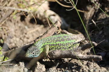 LAGARTO VERDE Y AMARILLO CON MANCHAS NEGRAS INTENTANDO CAMUFLARSE ENTRE LA HIERVA 