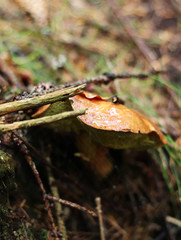 Xerocomellus chrysenteron hidden under needles by well. Boletus chrysenteron in czech forest in Beskydy mountains. Morning walk through woodland. Red cracking bolete near stump