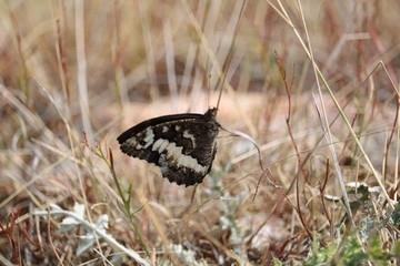 MARIPOSA CON ALAS DE TONOS MARRONES INTENTANDO CAMUFLARSE EN LA HIERBA SECA