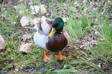 PATO EN LA ORILLA DEL RÍO