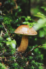 Cute and eaten mushroom was founded in green and soft moss between small branches and even smaller leaves with water drops. Imleria badia is squatting in the undergrowth. Morning times