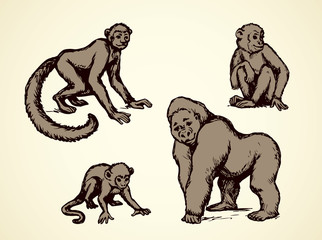Lemur and monkeys. Vector illustration