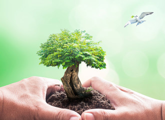 World environment day concept: Human hand holding big tree and bird flying on blurred nature...