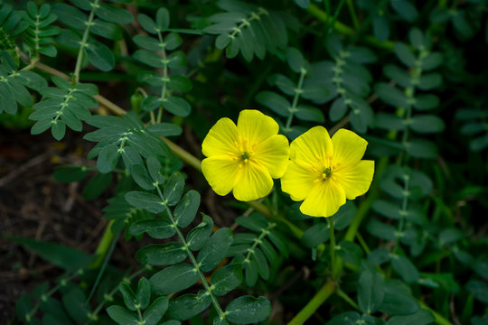 The yellow flower of devil's thorn