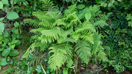 green ferns in the forest