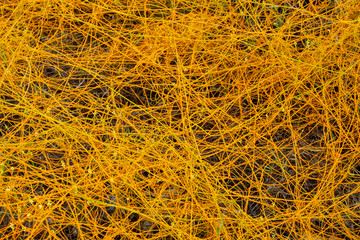 Close up Dodder plant on the ground