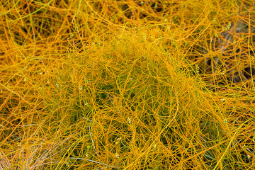 Close up Dodder plant on the ground