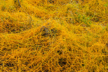 Close up Dodder plant on the ground
