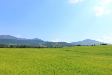 제주에 있는 청보리 밭의 풍경이다.