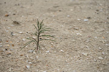 Seedlings of pine trees is growing on beach