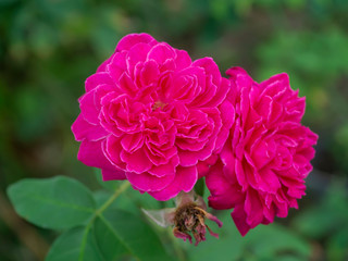 Obraz premium Close up deep pink Damask Rose flower (Rosa damascena) with blur background.