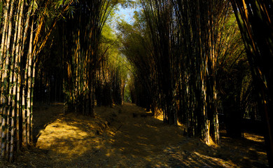 Bamboo Forest Beauty 