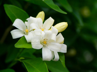 White Orange Jasmine or China Box flower.