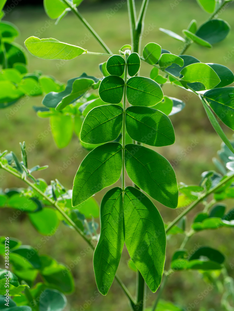 Canvas Prints Close up leaves of Rain tree or East indian walnut.