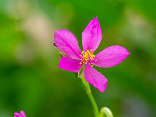 Close up of Talinum paniculatum flower