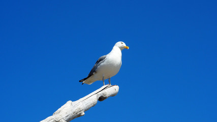 Möwe vor strahlend blauem Himmel